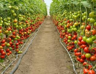 Agro-économiste (LISEZ ATTENTIVEMENT LA PAGE)